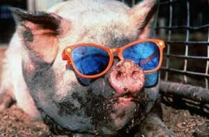 funny-animals-funny-animal-pics-animal-pics-pig-sunglasses.jpg