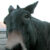 Profile picture of Montana Mule Gal