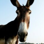Profile picture of Trevor the Mule